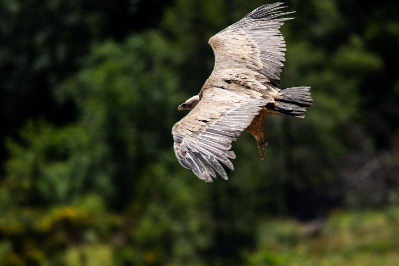 Vautour fauve dans la Drôme